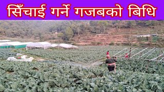 सिँचाई गर्ने गजबको बिधि #video #agro#खेती  #किसान#krishi