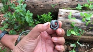 Catch giant millipede and many strange insects | InsectsTVMonster