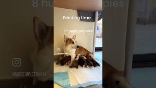 Feeding time for Corgi puppies in vet clinic 🥹 #shorts #vet #puppy #dog #puppylife #puppyvideos