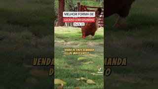 Melhor forma de LUCRAR COM GALINHAS | Comenta “PARTE 02” #galinhas #aves #agro #galinhacaipira