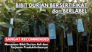 HEBOH UJI KUALITAS dan UPDATE HARGA Bibit Durian Bersertifikat - Bibit Durian Musang King Berlabel