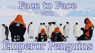 Face to Face with Emperor Penguins in Antarctica