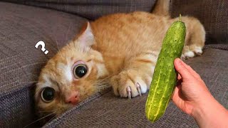 Funniest Cats And Dogs Videos 😁 Best Funny Animal Videos 2024🥰