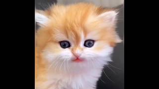 cat video #kitten #meow #hungry #crying #cat #beautifulcat #catlover #russian #youtubeshorts #viral