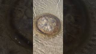 Giant Jellyfish #jellyfish #shorts #viral #trending #scary #oceanlife #giant #asmr #sealife #fish