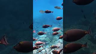 Elegant unicornfish - Snorkeling - Abu Dabbab Bay - Marsa Alam - Red Sea - Egypt