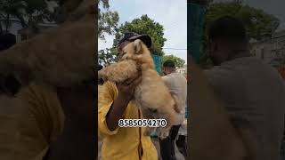 Chow chow puppy for Sale #shorts #viral