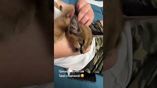 Каракальчик 2.5 месяца🥰 #caracal #cat #cats #animals #kitten #cute #каракал #catlover