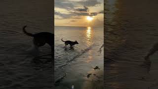 German Shepherd playing in the beach with children