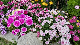 Como cuido mis dianthus, clavelinas o clavellinas