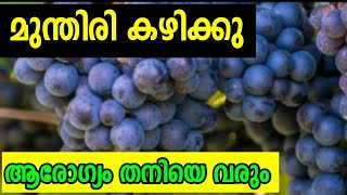 മുന്തിരി കഴിക്കു ആരോഗ്യം തനിയെ വരും | grape fruit | The Malayalam Vlogs