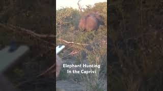 Elephant hunting in Caprivi