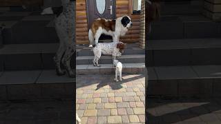 Big boy, lady and little goat #goat #myfarm #mydogs