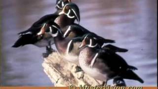 Audubon Society VideoGuide to Birds-Wood Duck