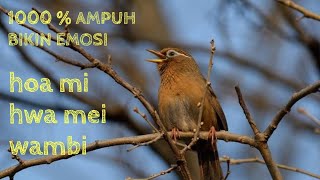 MASTERAN HWAMEI WAMBI SEKALI PUTAR LANGSUNG BIKIN EMOSI | HOA MI BIRD SONG