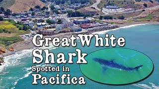 Great White Shark prowling Rockaway Beach, Pacifica, California