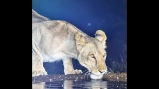 Lioness with some of the pride at Lentorre