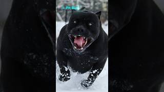 Top 10 Most DANGEROUS Dog Breeds in the World According to Hepper Blog #shorts #dog #viral