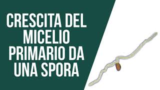 Crescita del micelio primario da una spora 🍄