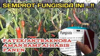 fungisida Penguat Imun Tanaman & Zat Pengaktif Tanaman untuk mencegah patek/antraknosa