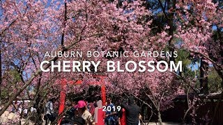 Auburn Botanic Gardens Cherry Blossom 2019