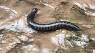 Biggest millipede walking in the water 🐛😱