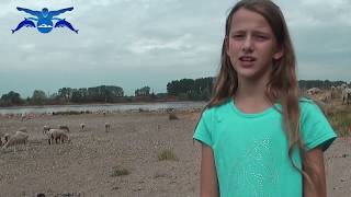 D-TV Baden und Schwimmen im Rhein