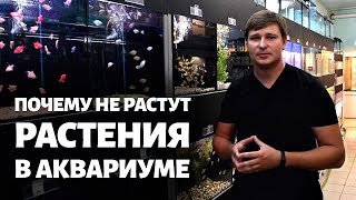 Почему не растут растения в аквариуме | 3 условия для роста