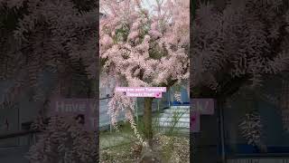 Tamarisk Plant | Pink Plant ! | #tamarix #tamarisk #plantlovers  #plant  #trees  #pink  #pinetree