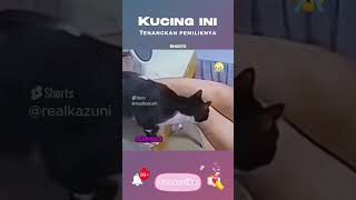 😭 Kucing Ini Tenangkan Pemiliknya yang Sedih! 😺❤️