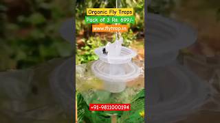 Organic Fly Traps #makkhi #flycontrol #ytshorts