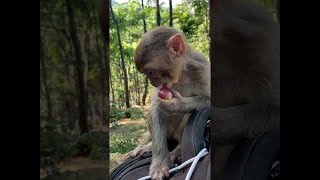 Lovely And Funny Monkey - Videos Compilation | Monkey Action