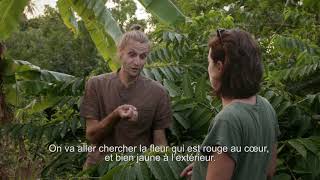 Action Ylang Ylang aux Comores : FOCUS BOTANIQUE FR