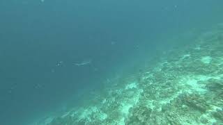 Grey tip reef shark near Kuredu Cave!