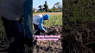 PROSES PEMUPUKAN JAGUNG PERTAMA !!Video Lengkapnya Klik 👇