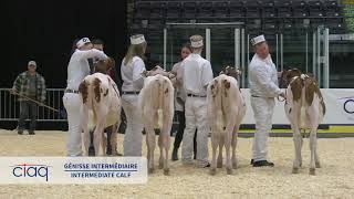 Expo-Printemps 2019 • Génisse Intermédiaire • Holstein Rouge