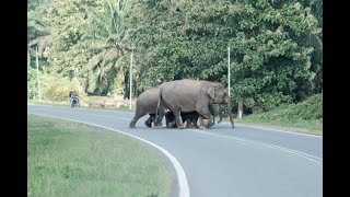 SIRI 640: GAJAH BERKELIARAN LAGI