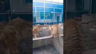 Dog vs Tiger and Lion