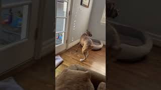 Cute puppy freaks out