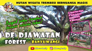 Review De Djawatan Forest | Hutan dengan Kesan Mistis dan Angker  di Banyuwangi