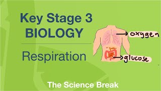 Key Stage 3 Science (Biology) - Respiration