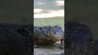 Komodo Dragon's Epic Hunt in the Wild 🐉🔥, #Predator, Komodo Dragon's Deadly Bite in Action #wildlife