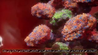 ما هي الانزيمات ؟ - Enzyme