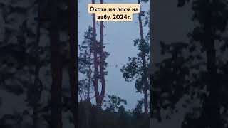 Охота на лося на вабу. 2024г. Трейлер.#охота#лось#ваба#охотаналося#охотанавабуналося#гон#стон#бык