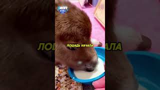 Женщина приютила лошадку❤️ #животные #animals