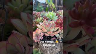 Suculentas con hermosos colores