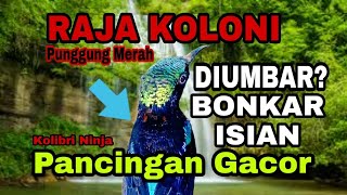 KONIN PUNGGUNG MERAH BERAKSI DIUMBARAN BONGKAR ISIAN