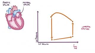 Changes in Pressure Volume Loops | Osmosis