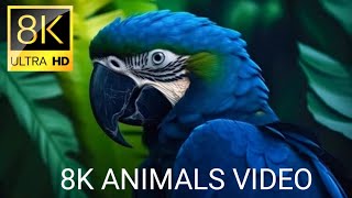 8K ANIMALS VIDEO ULTRA HD JUNGLE WILDLIFE CUTE ANIMAL VIDEO