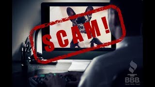 BBB Study: Online Puppy Scams Costs Consumers Thousands